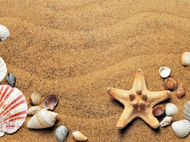 Морская звезда и ракушки лежит на желтом песке 