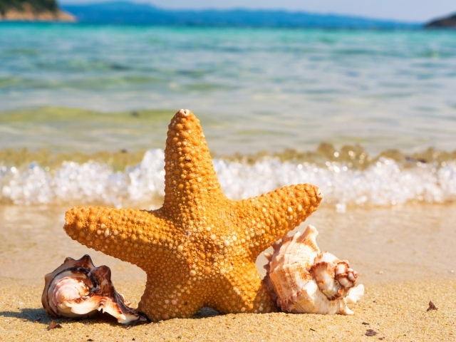 Морская звезда с ракушками на берегу моря