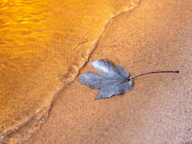 Лист лежит на песке у воды