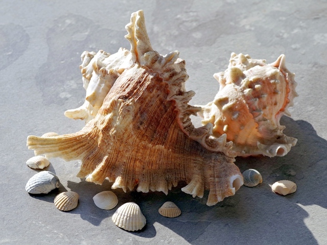 Две большие ракушки лежат на камне