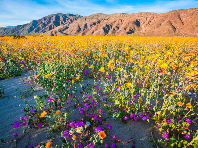 Пустыня на фоне гор покрылась цветами