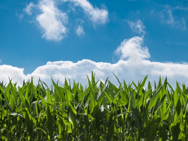 Зеленые листья кукурузы под голубым небом с белыми облаками 