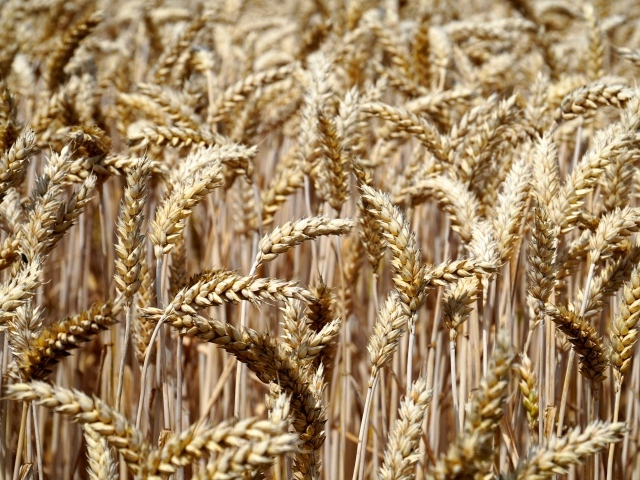 Спелые колосья пшеницы на поле 