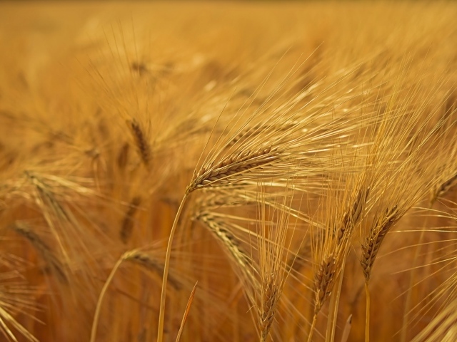Спелые желтые колосья пшеницы на поле