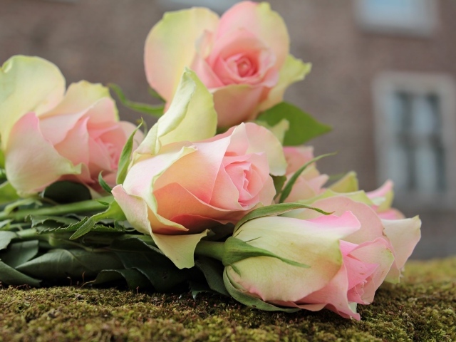 Букет розовых тюльпанов лежит на земле