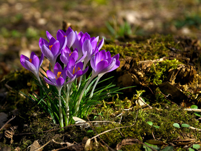Кучка сиреневых цветов крокуса в лучах солнца