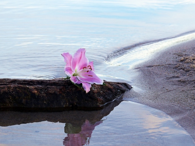 Нежный цветок лилии лежит на камне у воды