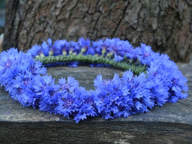 Венок из синих цветов василька на лавке