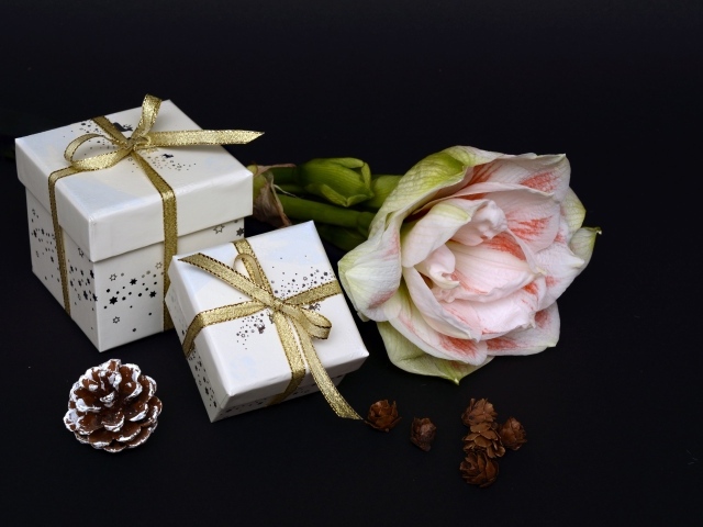 Цветок амариллиса с подарками на черном фоне