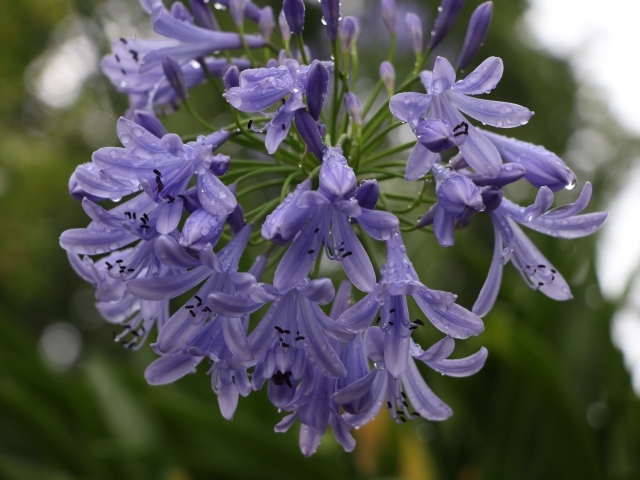 Красивые цветы Агапантус в каплях росы