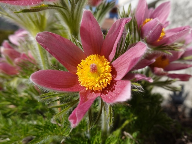 Красивые осенние цветы прострел