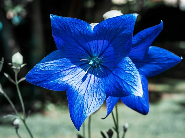 Красивые синие цветы колокольчика 