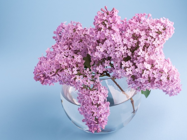 Красивый букет сирени в прозрачной вазе на голубом фоне