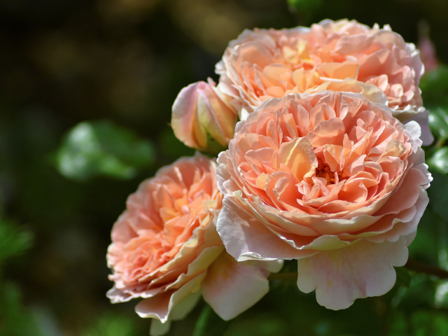 Красивые кремовые цветы парковой розы крупным планом