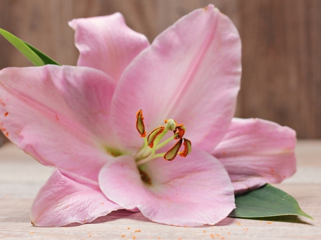 Красивая нежная розовая лилия на столе 