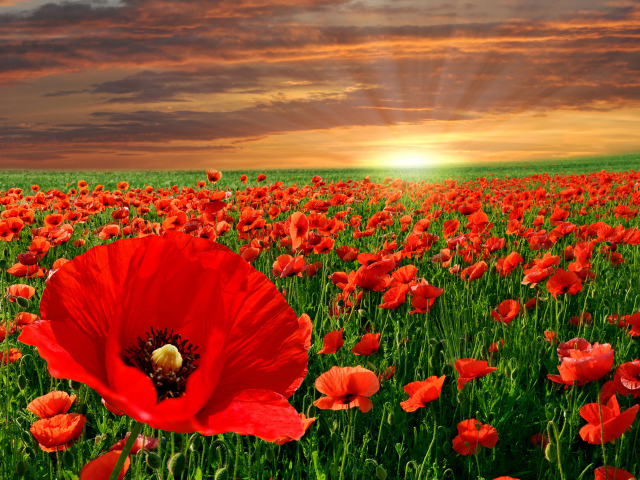 Красивое поле ярких красных маком в лучах солнца на закате