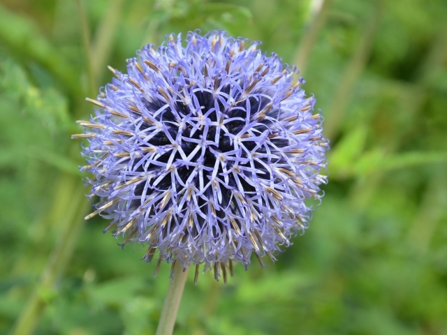 Красивый сиреневый цветок в форме шара