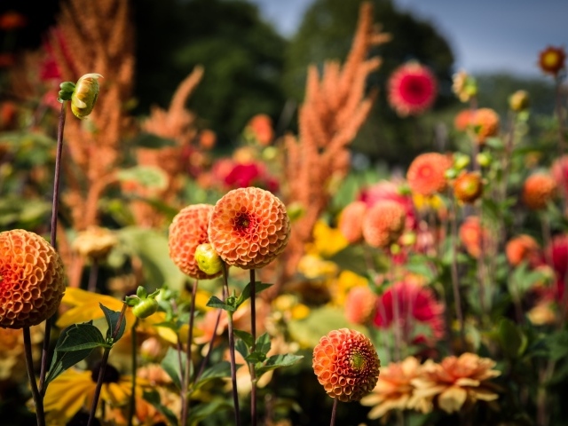 Красивые оранжевые цветы георгины на клумбе 