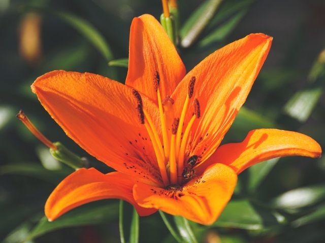 Красивый оранжевый цветок лилии крупным планом 