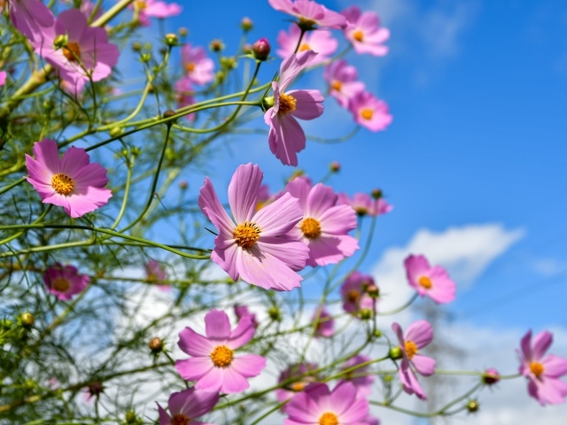 Красивые розовые цветы космея с бутонами на фоне голубого неба