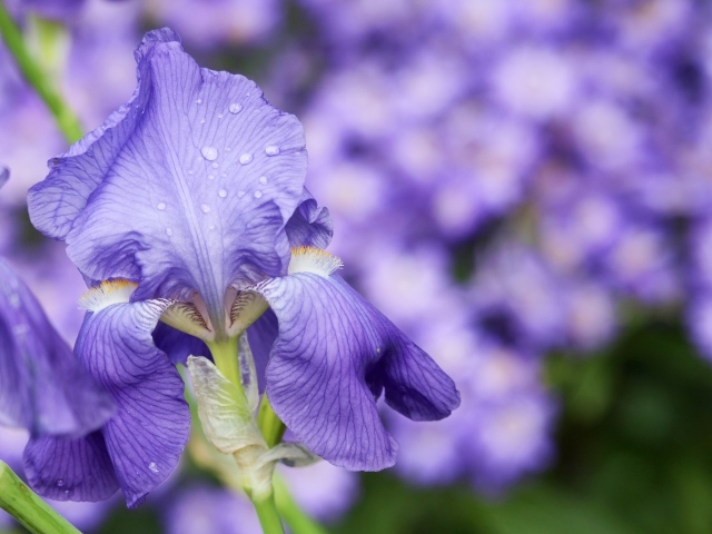 Красивый фиолетовый цветок ириса в каплях росы