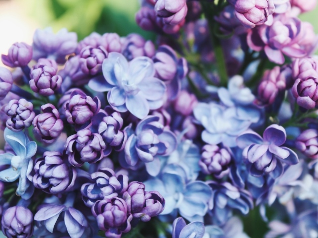 Красивые весенние цветы сирени крупным планом 