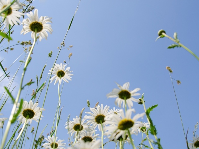 Красивые белые ромашки в траве 