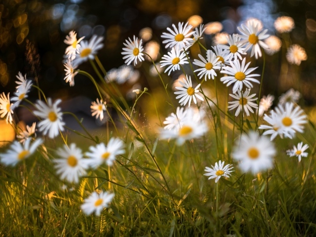 Красивые белые ромашки на поле с зеленой травой