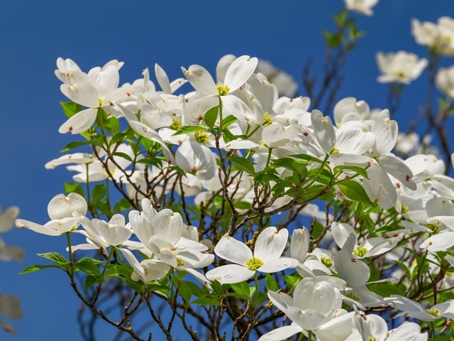 Красивые белые цветы на кусту под голубым небом