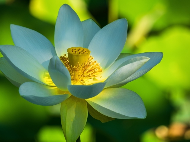 Красивый белый цветок лотоса крупным планом