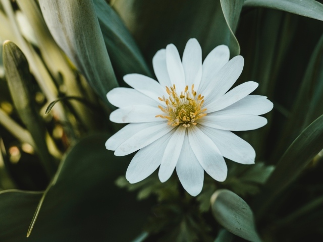 Красивый белый цветок остеоспермум с зелеными листьями
