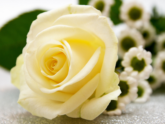 Красивая белая роза лежит на столе