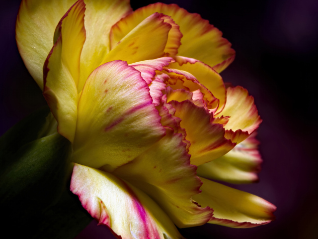 Красивая желтая гвоздика крупным планом