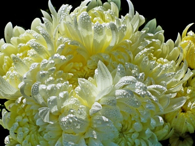 Красивые желтые хризантемы в каплях воды 