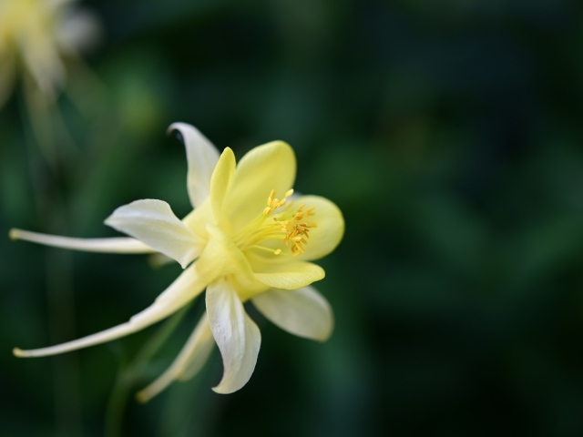 Красивый желтый цветок водосбора крупным планом