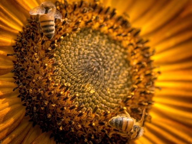 Пчелы собирают нектар с цветка подсолнуха 