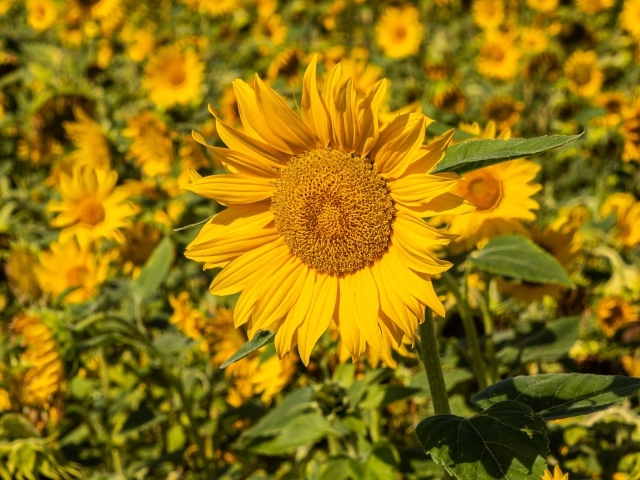 Большой желтый цветок подсолнуха на поле 