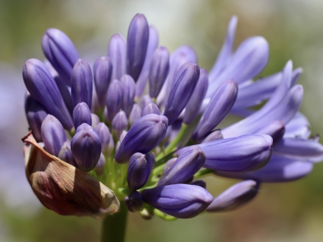 Синий цветок Агапантус распускается