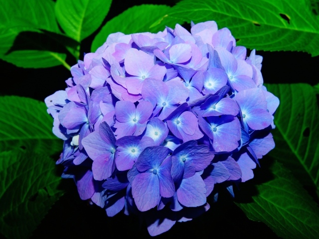 Синие красивые цветы гортензии в зеленых листьях 