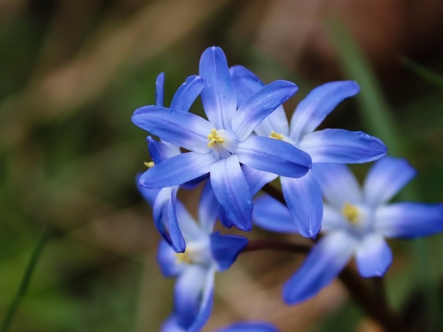 Голубые первые весенние цветы пролесок крупным планом