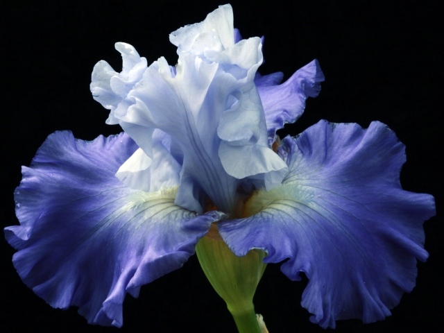 Синий цветок ириса на черном фоне крупным планом