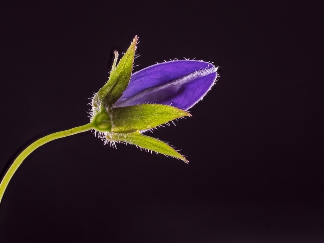 Синий нераспустившийся цветок колокольчика на черном фоне 