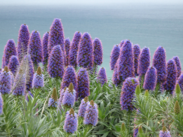 Синие полевые цветы синяк