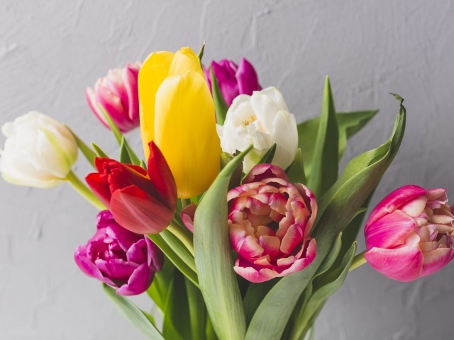Букет разноцветных тюльпанов на фоне серой стены