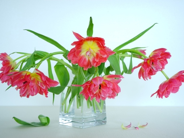 Букет розовых тюльпанов в стеклянной вазе на сером фоне