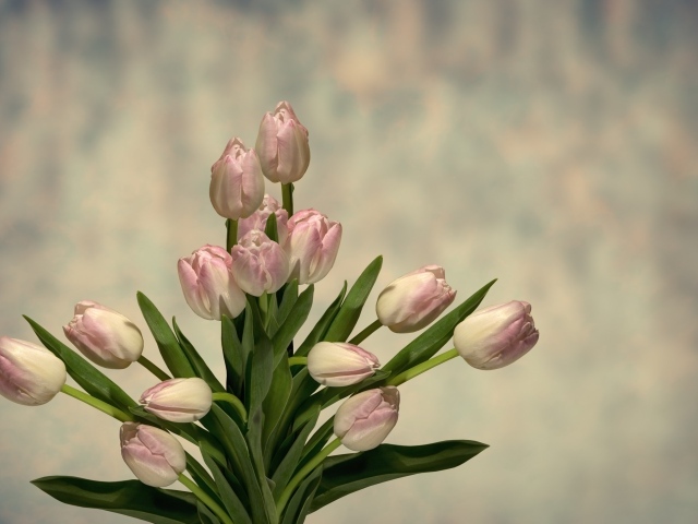 Букет розовых тюльпанов с зелеными листьями на сером фоне 