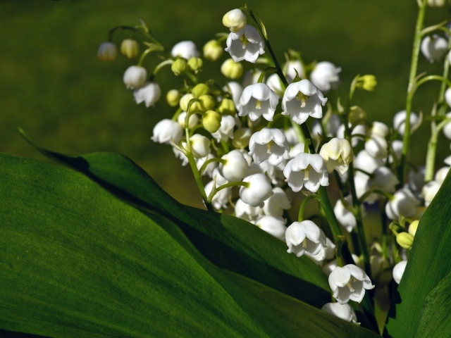 Букет белых цветов ландыша в зеленых листьях крупным планом