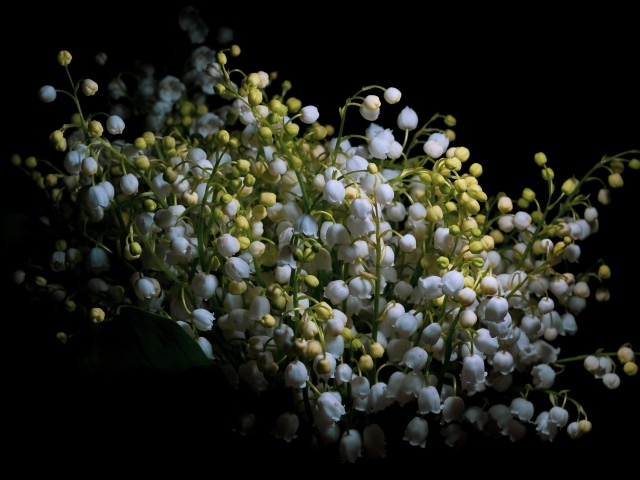 Букет белых цветов ландыша на черном фоне