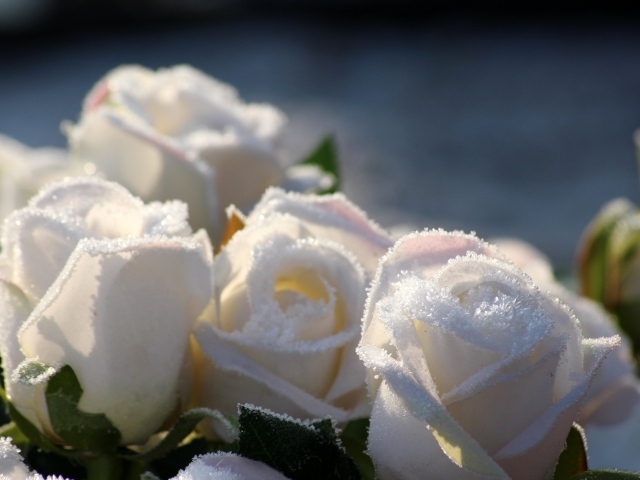 Букет белых роз в инее зимой