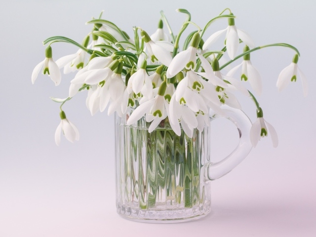 Букет белых цветов подснежника в стеклянной вазе на сером фоне